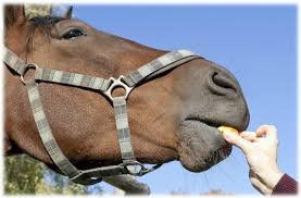 Recettes De Biscuit Pour Chevaux Mystere Naturel Cheval Friandises Pour Cheval Cheval Frison