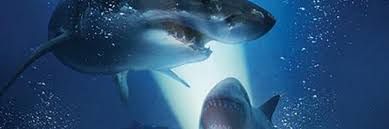 Khaled ahmed 3 days ago. 47 Meters Down 2 The First Teaser Promises A Shark Infested Sequel
