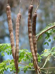 Image result for Moringaceae