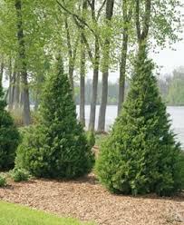 No need to register, buy now! How To Grow Care For Juniper Shrubs Trees Garden Design