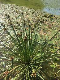 Image result for Schoenoplectiella mucronata
