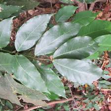 Image result for Isoberlinia angolensis