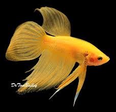 Shop the betta fish supplies your pet needs at petco. Male Betta For Sale Aquariumfish Net