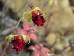 Image result for Hermannia quartiniana