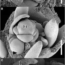 Image result for Hypertelis bowkeriana