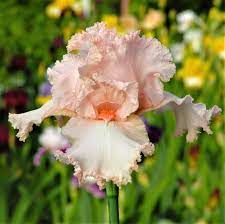 Allium Ampeloprasum Easy To Grow Bulbs Bearded Iris Flowers