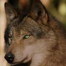 Brown wolf with green eyes. Pin By D Etta Kelly On Wolves Grey Wolf Wolf Husky Wolf Pictures