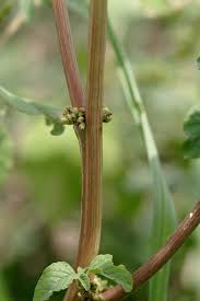 Image result for Amaranthus viridis