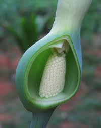 Image result for Araceae