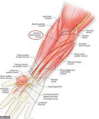 The two compartments together have twenty muscles. Fdp Muscle Arteries Nerves And Muscles Of Upper Limb Anterior View Muscles Of Forearm Deep Layer Anterior The Unique Aspect Of These Muscles Is That They Originate From The Fdp