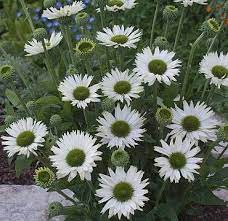 Echinacea Purpurea Jade Perennials Echinacea Echinacea Purpurea