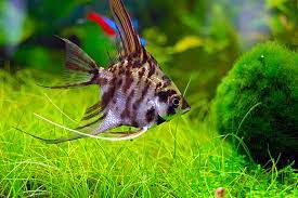 Freshwater Angelfish For Sale At Azgardens Com A Family Farm Since 1987