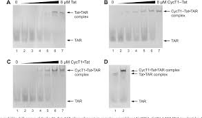 Maybe you would like to learn more about one of these? Formation Of Tat Tar Containing Ribonucleoprotein Complexes For Biochemical And Structural Analyses Semantic Scholar