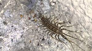 5 cm langen wurm gefunden. Schreckenstier Spinnenlaufer Siedelt Sich In Sudbaden An Bildung Wissen Badische Zeitung