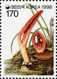 Image result for Pseudocolus schellenbergiae