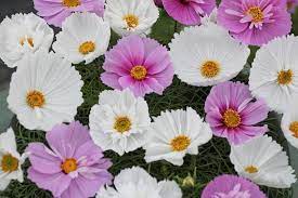 Cosmos Bipinnatus Cupcakes Mixed Annual Plants Mary Flowers Annual Flowers