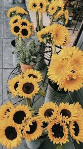 Pinterest Ricoprendosj Sunflower Wallpaper Beautiful Flowers Yellow Flowers Bunga matahari berasal dari amerika dan memiliki berbagai varietas mulai dari yang besar sampai yang kecil bunga anggrek bulan juga menyukai cahaya matahari yang sedikit, ia memiliki daun berwarna hijau dengan bentuk yang memanjang. sunflower wallpaper