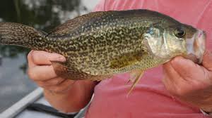 For that reason, in this post we will discuss our top 13 best crappie lures. Facts About The Life And Behavior Of Crappie