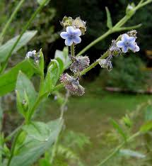 Image result for Cynoglossum lanceolatum
