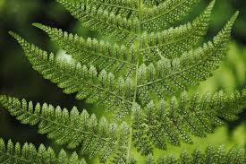 Image result for Dryopteris antarctica