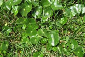 Virginia buttonweed can be found in swamps, wet meadows, marshes, coastal prairies, and in the mud along streams and ponds.diodia virginiana is a plant. Weed Id Flashcards Quizlet