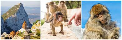 Arguably, the monkeys of gibraltar are the main attraction at the rock of gibraltar. Top Curiosities About Gibraltar S Barbary Monkeys