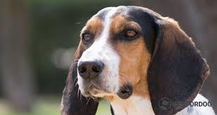 Image result for jurský honič