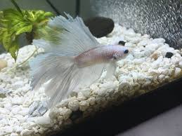 I Believe My Betta Has Dropsy Please Help Betta Fish Forum 272305