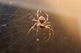 Town of rotterdam water pollution control plant (a) shopping centers: Why Are There So Many Spiders In My House In The Fall Accurate Pest Control Ny