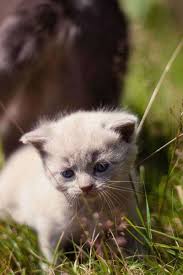Easy Cat Caring Tips A Cat S Habits Is Definitely A Complex Thing To Comprehend They Are Moody In Addition To Fussy And Intensely Demanding Cats Don T Just N