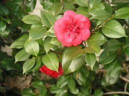 April Tryst Cold Hardy Camellia