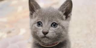 Maybe you would like to learn more about one of these? 20 Fun Facts You Didn T Know About Russian Blue Cats