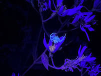 Nature by Blacklight