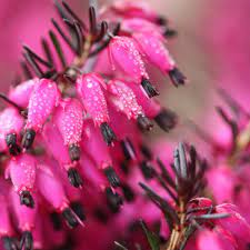 Winter Heath Scottish Flowers January Flower Blue And Purple Flowers
