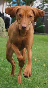 Rockel Jump In 2020 Animals Dogs Jump