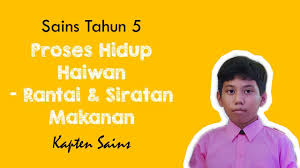 Sains tahun 4 5 6 kssr: Sains Tahun 5 Proses Hidup Haiwan Rantai Siratan Makanan Youtube