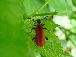 Petites bêtes blanches qui sautent: Le Pyrochre Ou Cardinal Quel Est Cet Animal