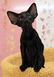 Welcome to your complete guide to the oriental shorthair breed. Amikoshi Cat Oriental Shorthair Cats Cats Cute Animals