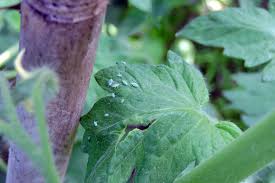 I would get a hand lens and start looking very closely at things. Tomato Bible Your Go To Guide For Perfect Homegrown Tomatoes