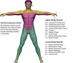 Anterior Dermatome Map Calculate By Qxmd