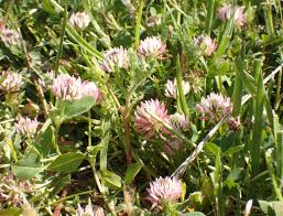 Image result for Trifolium isthmocarpum