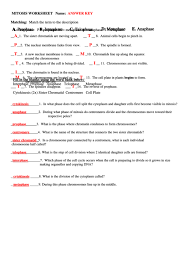 All your paper needs covered 24/7. Mitosis Worksheet Printable Pdf Download