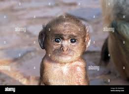 Indian grey langur hi-res stock photography and images