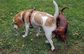 How Far Can A Dog Smell