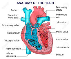 Anatomy Of The Heart Koibana Info Human Heart Anatomy Heart Anatomy Human Anatomy Picture