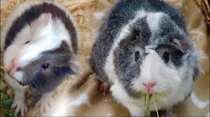 Baby Guinea Pigs Vs Adult Guinea Pigs