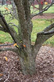We did not find results for: Crabapple Cultivars The Morton Arboretum