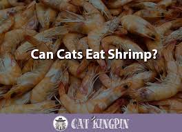 It is a great occasional treat for your cat. Can Cats Eat Shrimp Cat Kingpin