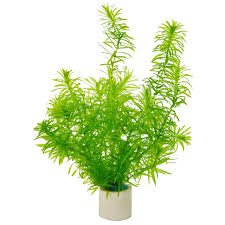 Image result for Egeria densa