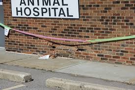 I believe trail pet hospital is the perfect hospital to acquire the skills that i need to be successful in this field. Jefferson Animal Hospital Closed After Dog Inadvertently Causes Car To Crash Into It News Blog